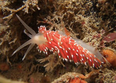 nudi