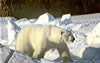 polar bear 100
